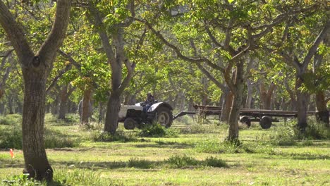 migrant mexican and hispanic farm workers labor in a walnut grove in central california 1