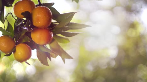 the fruits of the tangerine tree in the rain and in the sun. copy-space