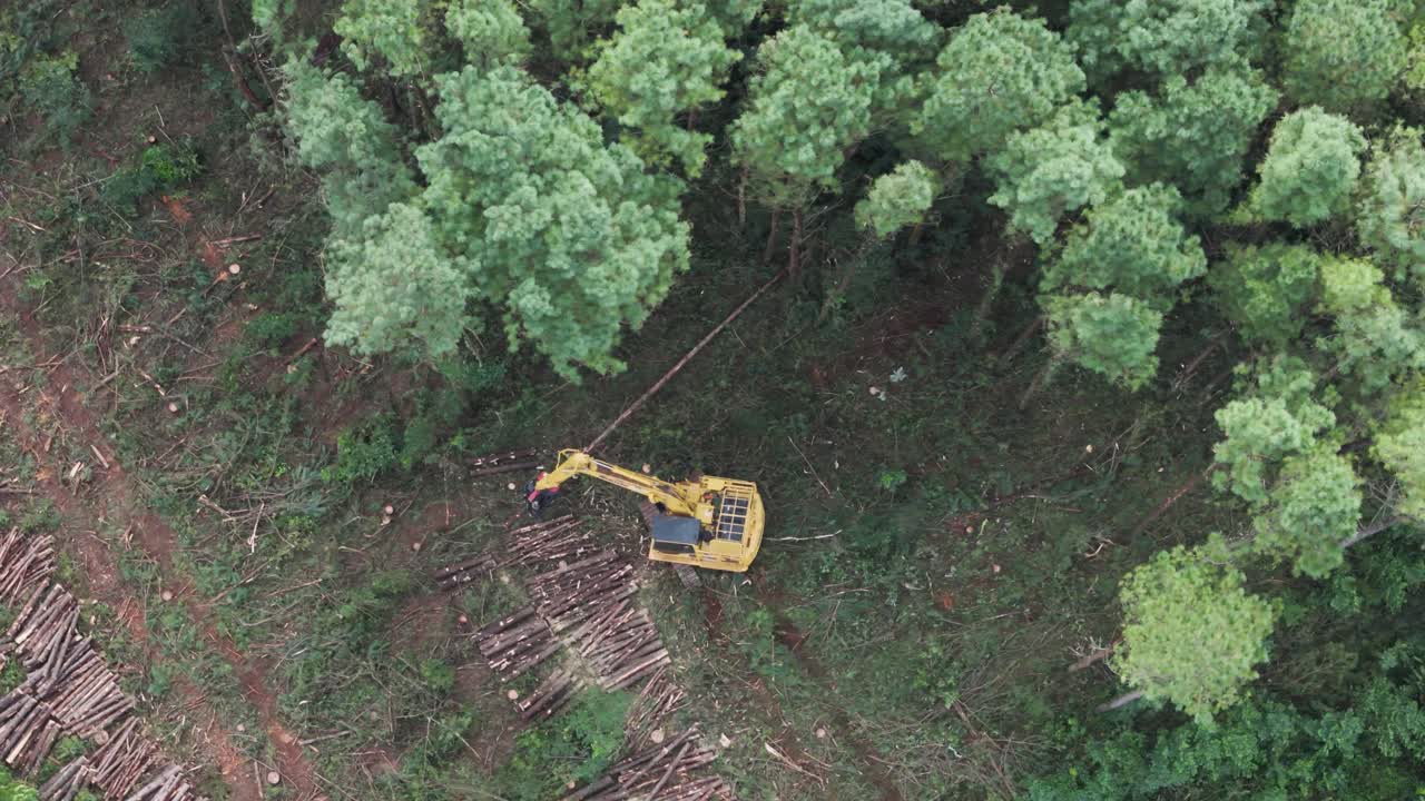 vista aérea superior de un bosque con árboles altos para el comercio forestal
