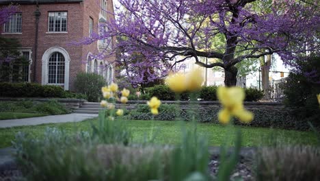 foco de extracción del campus de la universidad estatal de michigan de 4k con flores