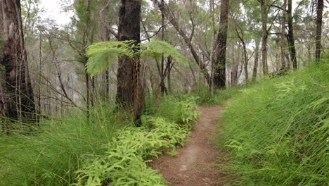 Handheld-Footage-along-the-Dave's-Creek-Circuit-walk-in-Lamington-National-Park,-Gold-Coast-Hinterland,-Australia