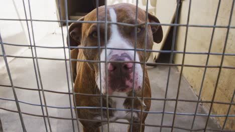 Abandoned-dog-locked-up-in-a-shelter