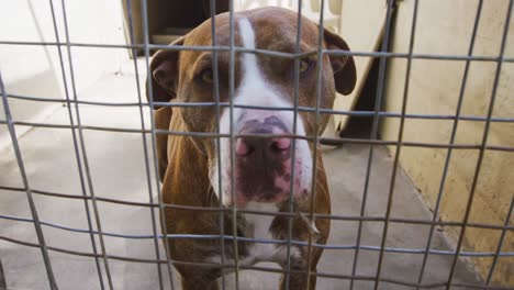 perro abandonado encerrado en un refugio
