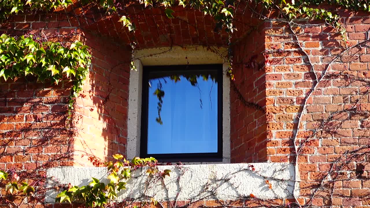 Edera sul muro di mattoni della casa. Riprese in autunno