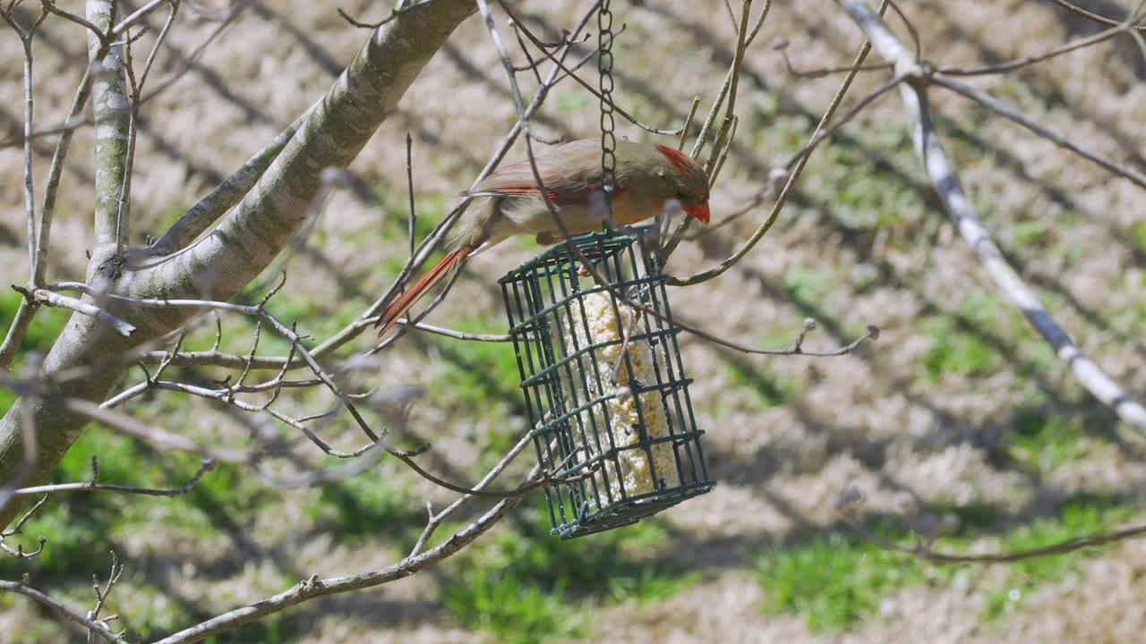 cardenal del norte hembra comiendo en un comedero para pájaros sebo durante el invierno tardío en carolina del sur
