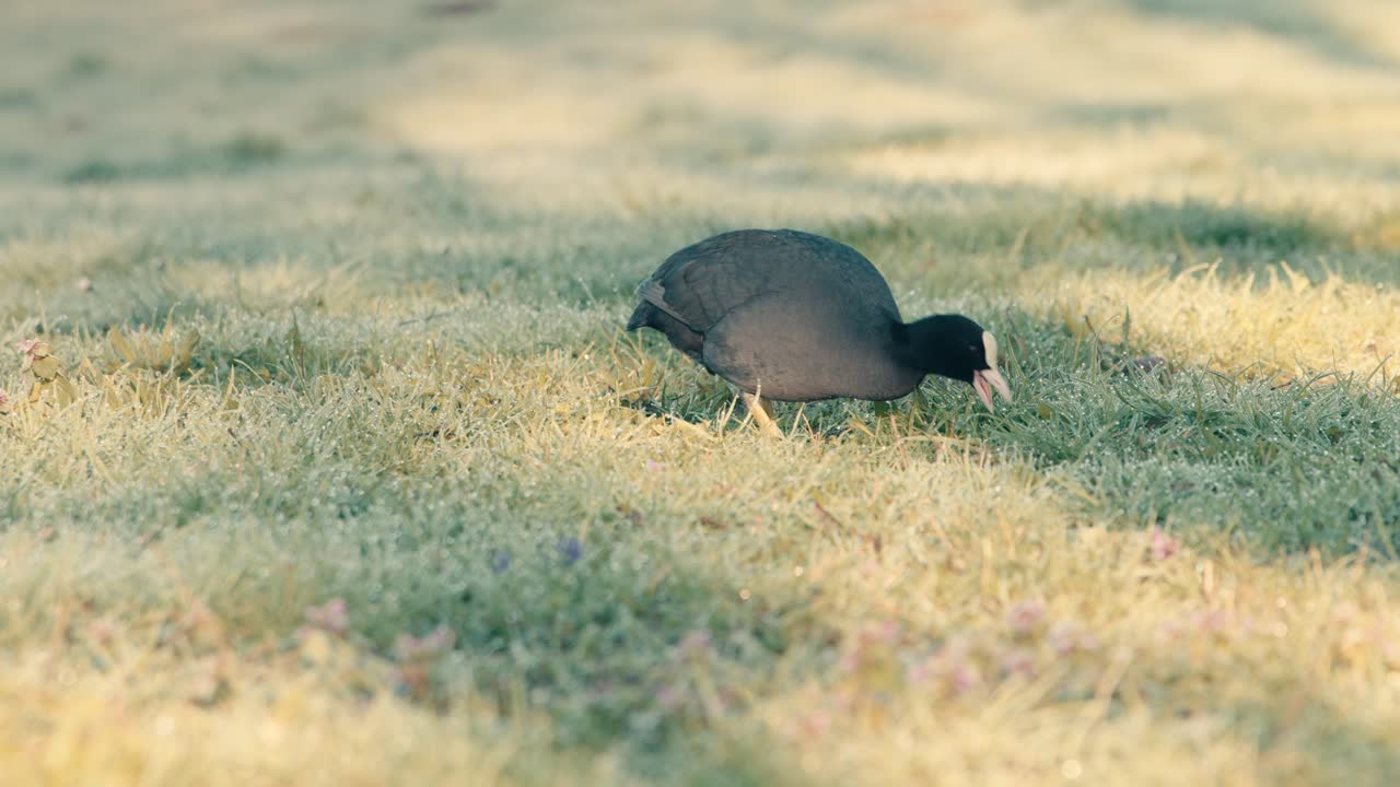 Eurasian Coot walking on frost-covered grass illuminated by soft morning sunlight in a park setting. The black water bird with a white beak moves across the green meadow in Bois d'Arcy