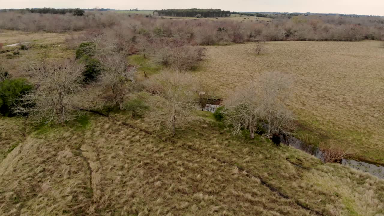 drone volando hacia atrás mostrando un grupo de caballos