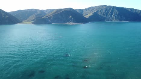 Flying-away-from-the-Wellington-South-Coast,-New-Zealand