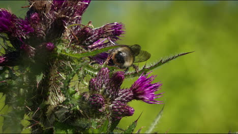 bee looking for nectar on marsh thistle flower on sunny day