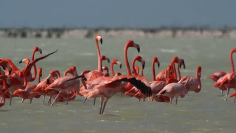 flamingo 37