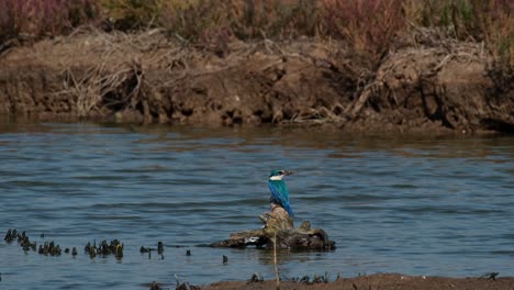 Visto-Desde-Atrás-Mirando-Hacia-La-Derecha-Mientras-Está-Encaramado-Sobre-Un-Tocón-Podrido,-El-Martín-Pescador-De-Collar-Todiramphus-Chloris,-Tailandia