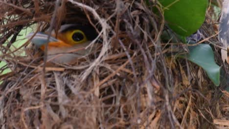 The-Silver-breasted-Broadbill-is-a-famous-bird-in-Thailand,-both-local-and-international