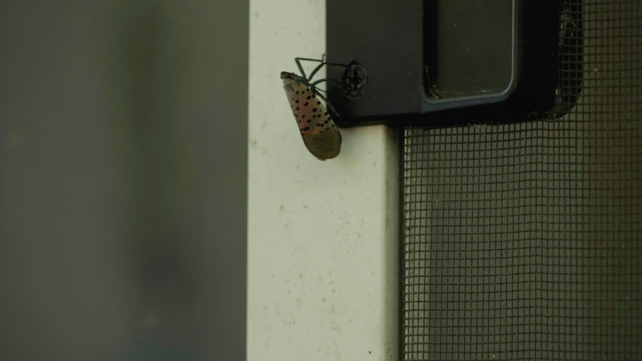 mosca linterna manchada en la puerta de la pantalla del porche