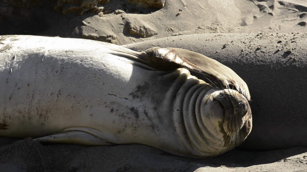 캘리포니아 산 시메온 근처의 피에드라스 블랑카스 해변에서 일광욕을 즐기는 북부 코끼리 바다표범