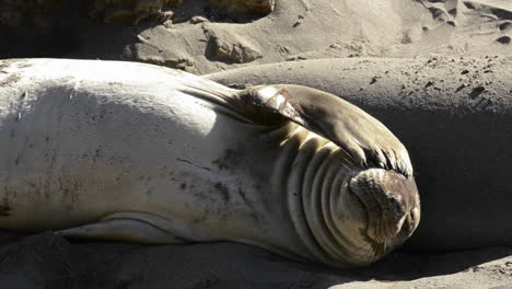 Los-Elefantes-Marinos-Del-Norte-Tomando-El-Sol-En-La-Playa-De-Piedras-Blancas-Cerca-De-San-Simeón,-California