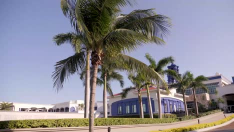 palm trees at a fancy mexican resort