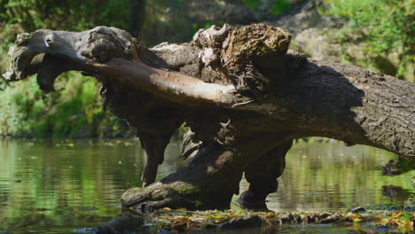 Arroyo-Con-Tronco-De-árbol-Caído-En-El-Bosque-Soleado-De-Europa-1