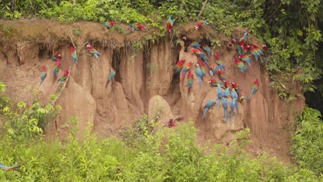 flocks of scarlet macaws with blue-yellow macaws congregating on the chuncho clay lick for their share of nutrients