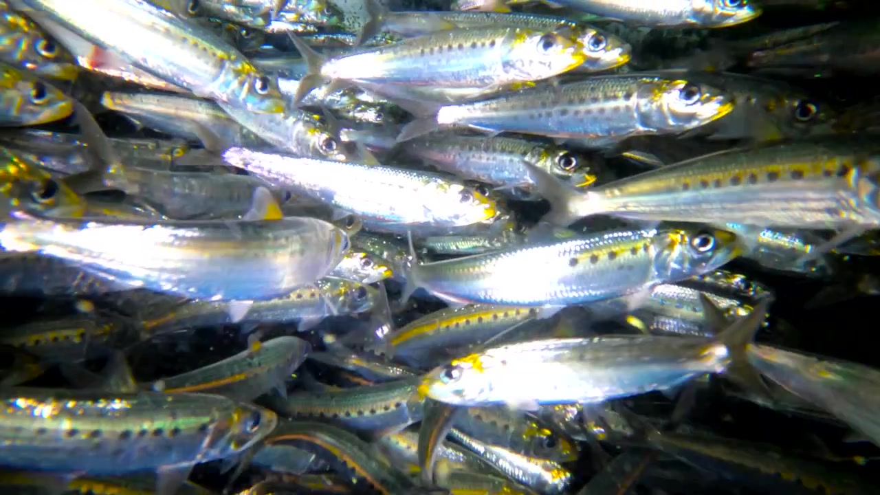夜、餌用タンクで泳ぐカリフォルニアマイワシの水中からの眺め。