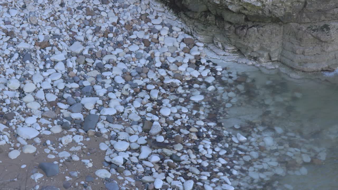 Foca grigia che si muove lungo la costa rocciosa cercando di riposare.