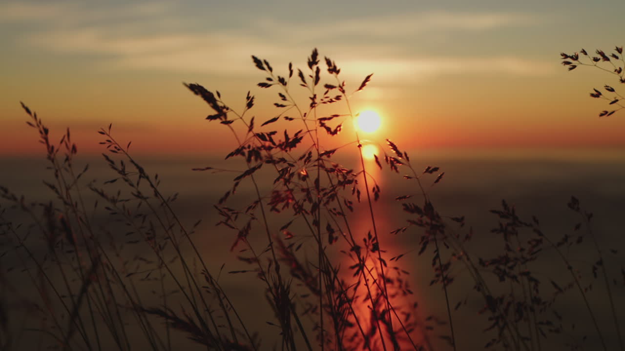 Grass swaying in the wind slow in slow motion at sunset