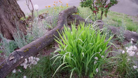 landscaped garden with logs and lush greenery