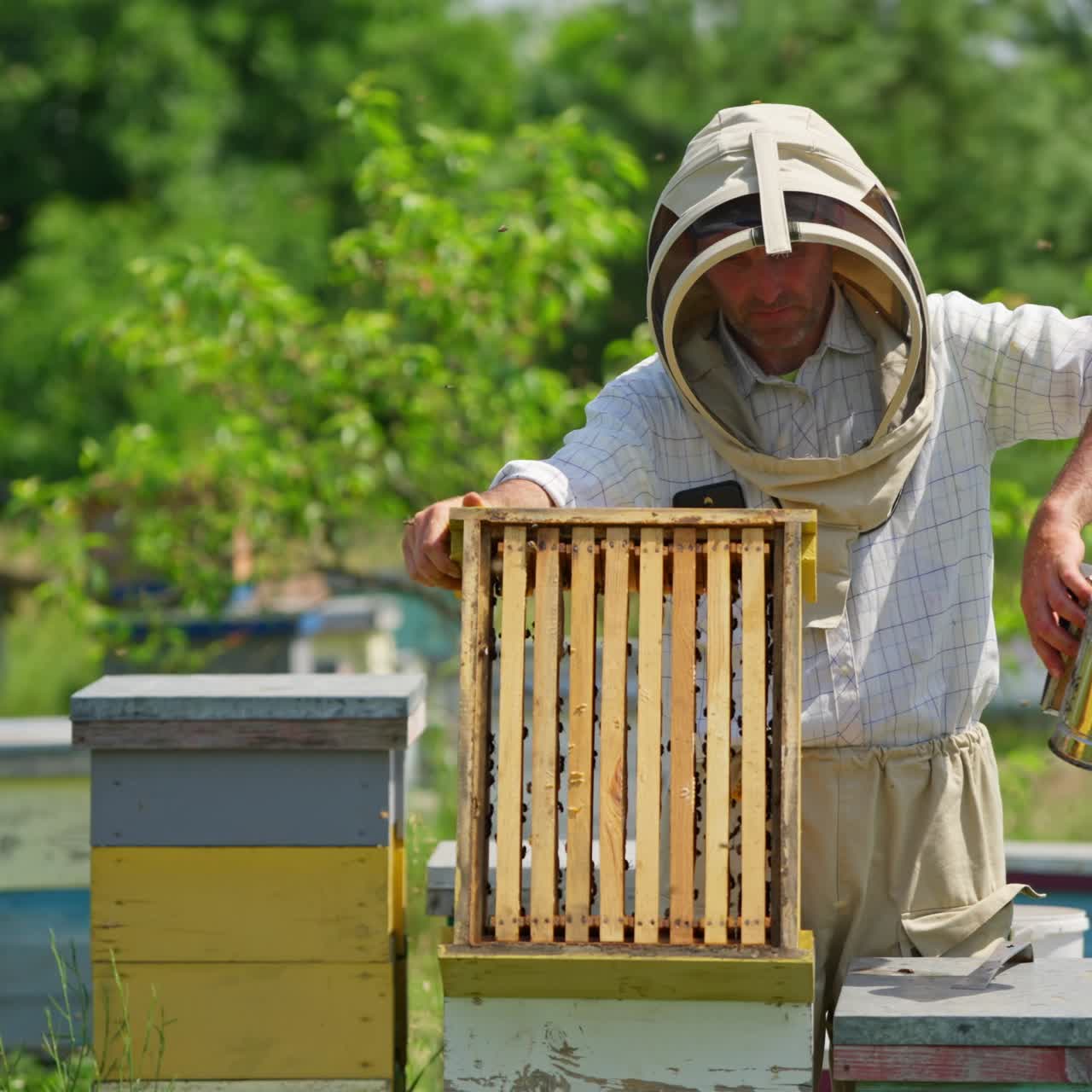 Mid-aged beekeeper lifts the upper part of a hive. Apiarist uses smoker to scare off the bees. Blurred nature backdrop