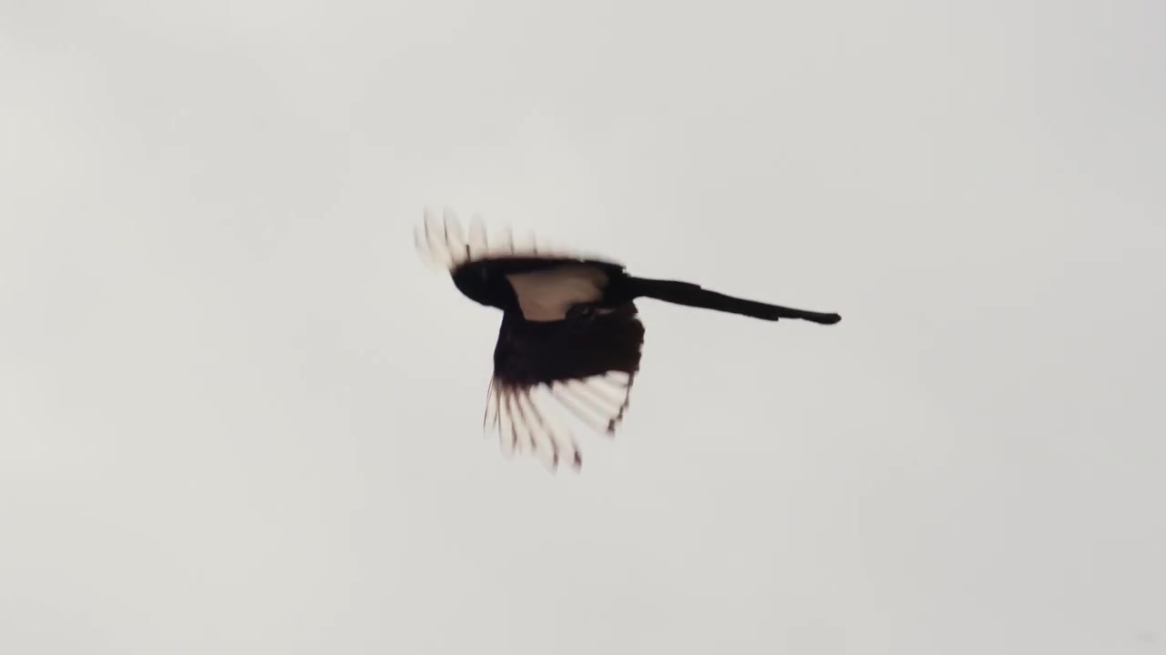 En fugl med sorte og hvide fjer er fanget midt i flugten mod en lys, minimalistisk himmel.