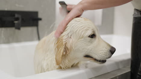 dog getting a bath