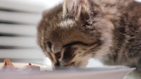 Winzige-Kleine-Mainecoon-Kätzchenkatze,-Die-Hungrig-Hungrig-Isst