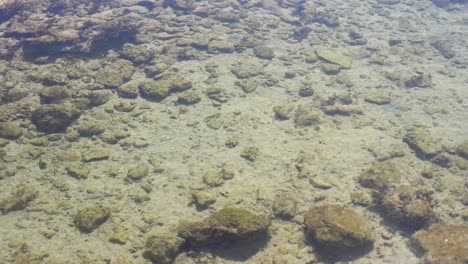 Close-up-photo-of-dead-coral-on-the-beach