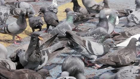 pigeons in the park eating bread crumbs