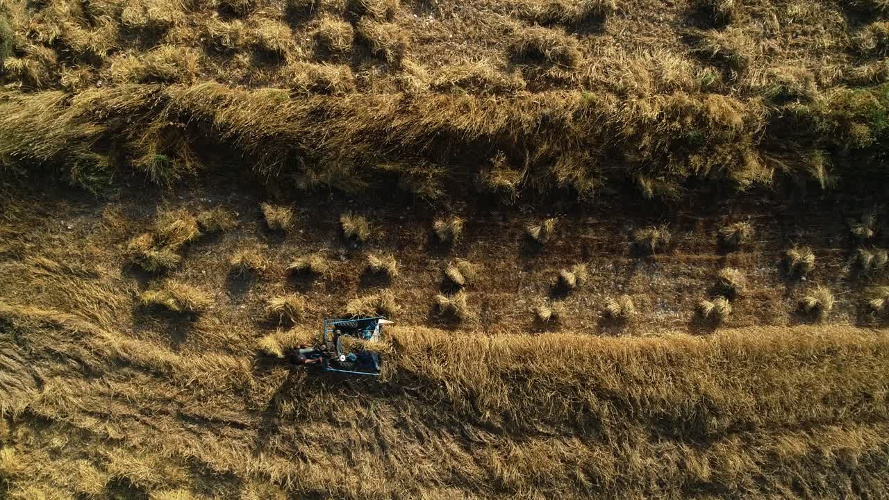 Aerial view of farmer riding industrial wheat machine harvesting hay in golden rural farmland, directly above static drone