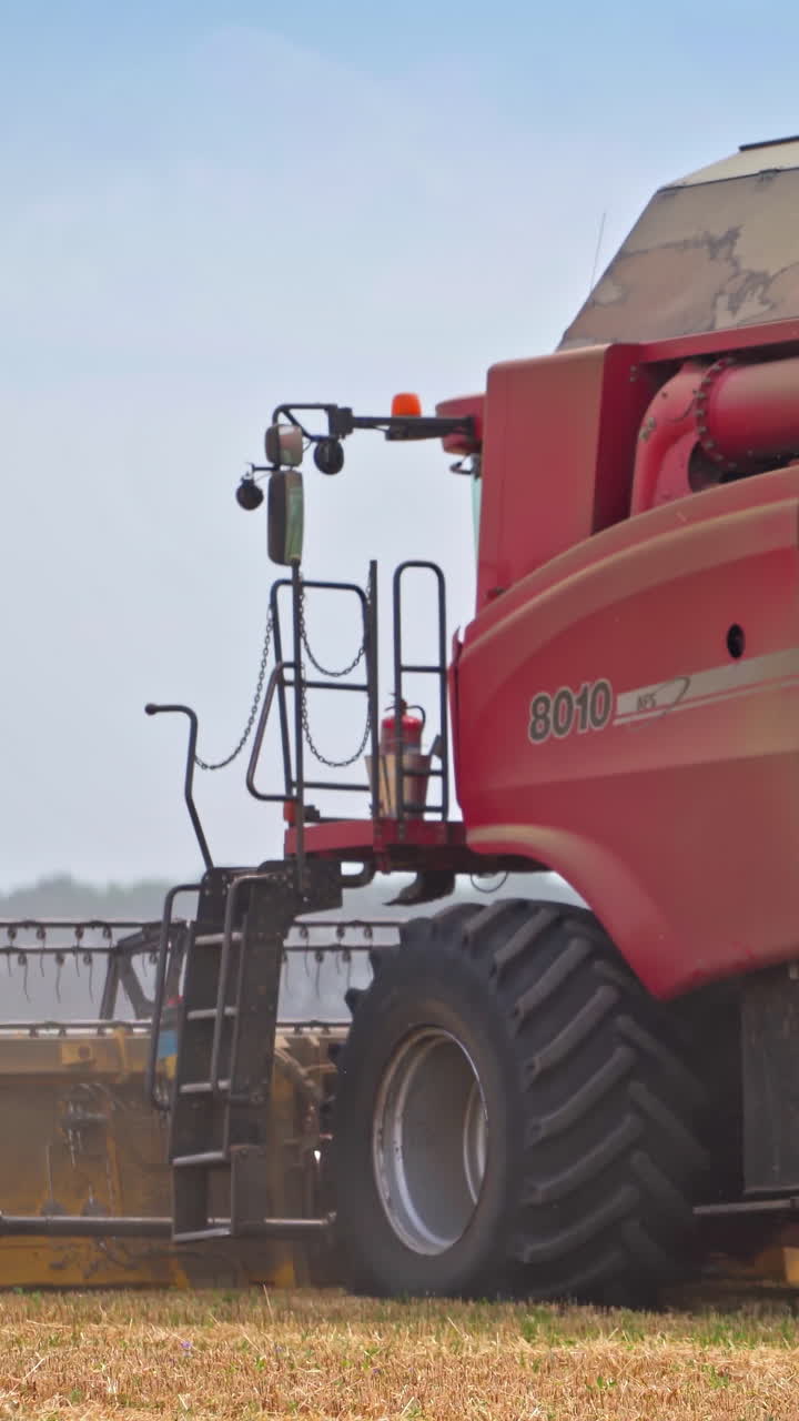 Harvesting wheat grain on a summer day. Combine harvesting, collects ripe wheat grains.