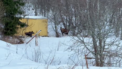 moose family running towards a forrest away from the road, mother is looking after her children, panning shot