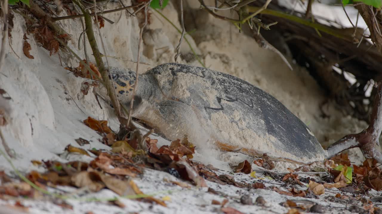 видео невероятной морской черепахи, откладывающей яйца на пляже с пляжа на острове махе на сейшелах