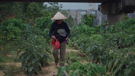 woman farmer working in a vegetable garden