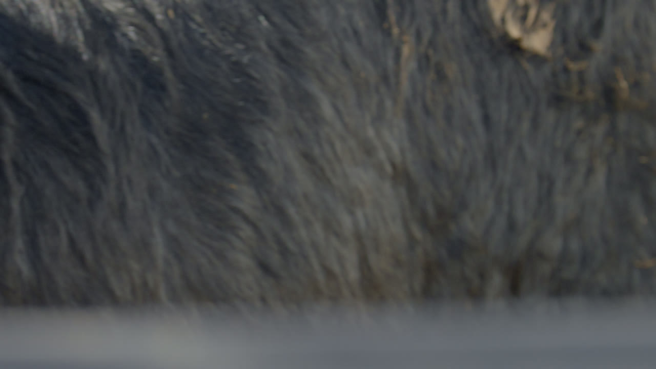 랭크 불스의 눈은 카메라를 쳐다보고 텍사스  ⁇ 러스의 금속 샤우트 안으로 돌아가기 전에 눈을  ⁇ 니다.