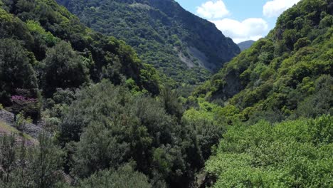 Aerial-shot-of-forested-canyon