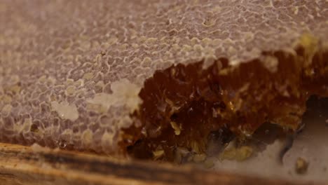 closeup shot of natural honeycomb on a frame from a beehive