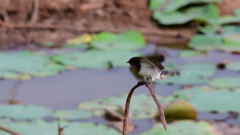 a small fast moving bird which is found almost everywhere in the world, most of the time flying around to catch some small insects