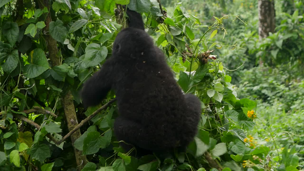 Un primo piano, ripreso con gimbal in 4K, di un giovane gorilla di montagna in via di estinzione, che vive nel suo habitat naturale nella giungla, Parco Nazionale Impenetrabile di Bwindi in Uganda, Africa