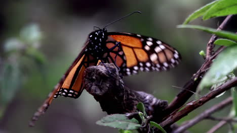 Monarchfalter-Im-Naturschutzgebiet-Mexiko