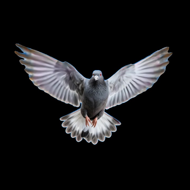 Burung merpati terbang di udara dengan latar belakang hitam