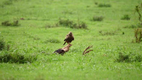 Yellow-Billed-Kite-flies-from-perch-on-Red-Hartebeest-skull-on-savanna