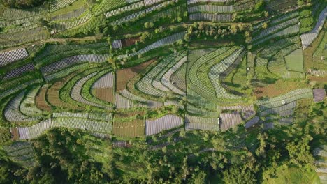 the vegetable plantation with dense of trees that planted with brocolli, cabbage, potatoes and green onion, central java, indonesia