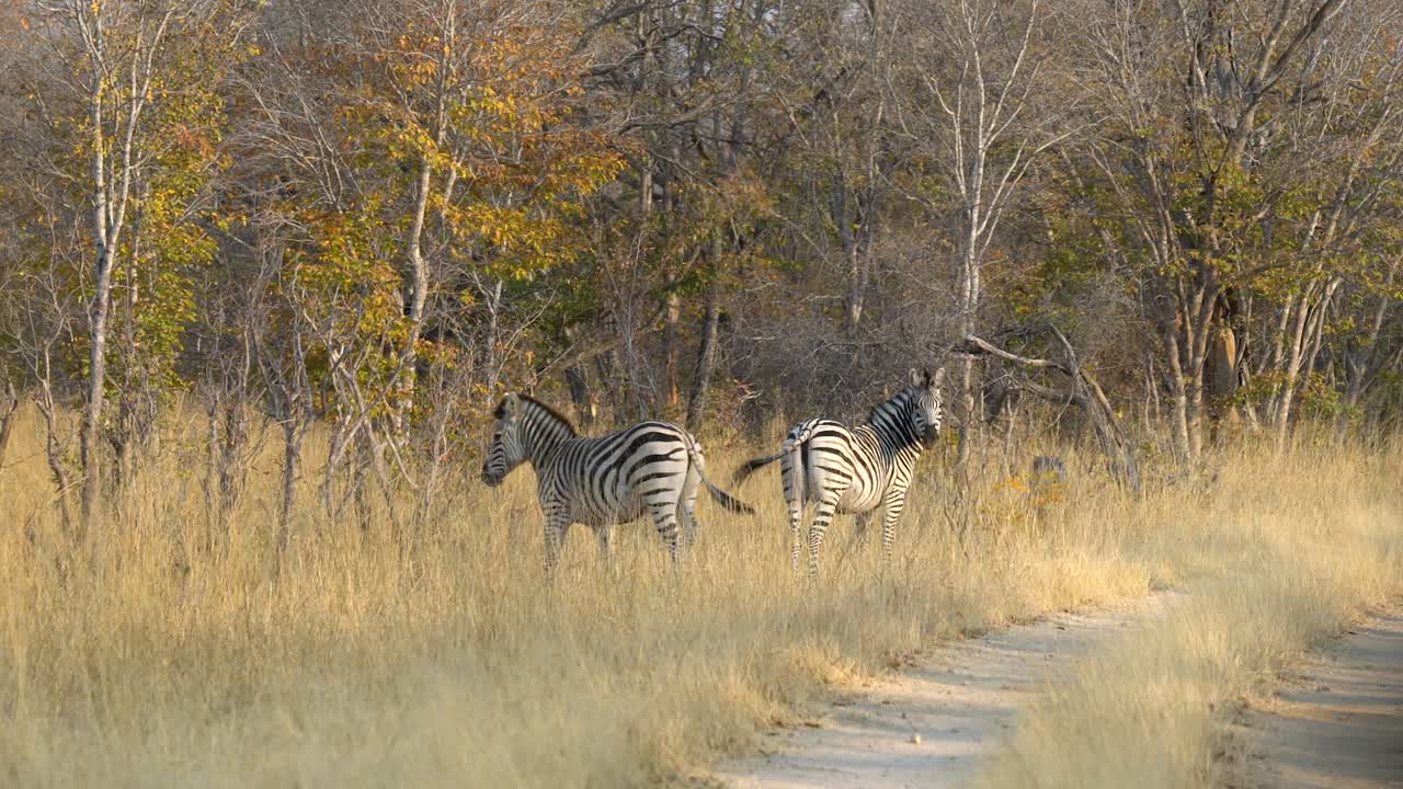 Zebra walking in Hwange National Park, located in Zimbabwe.
