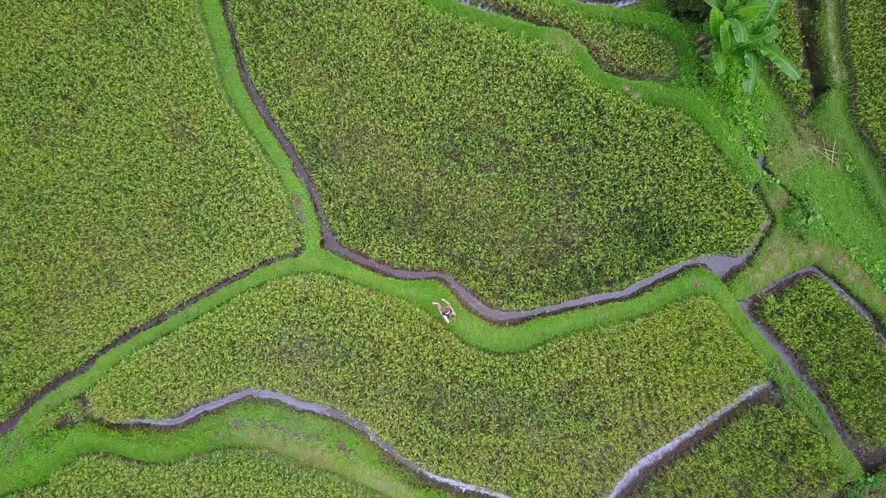 la antena desciende directamente sobre una turista caminando en una terraza de arroz