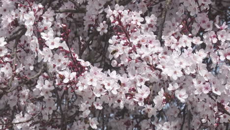 springtime cherry blossom tree