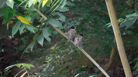 Zwei-Azurflügelige-Elsterjungvögel-Auf-Einem-Ast